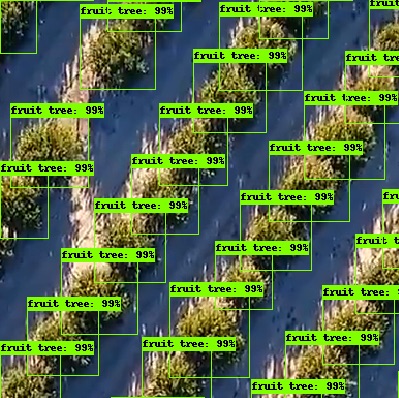 How to detect a single tree from a drone imagery of a dense forest?